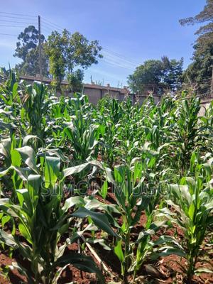 Riabai Kirigiti Kiambu Prime Residential 50x100 - thumbnail 2