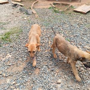 3-6 months Male Mixed Breed Boerboel