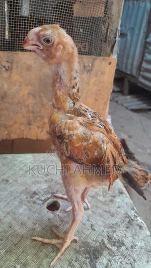 Parrot Beak Kuchi ( Kuchi Mdomo Kasuku) - main view