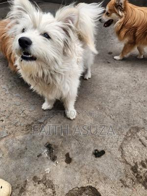 1-3 months Female Purebred Maltese - main view