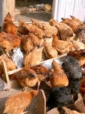 Chicken for Realing and Cooking - main view