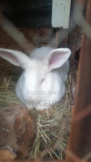 Rabbits for Sale - thumbnail 2