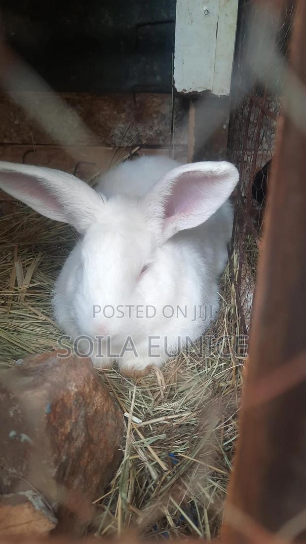 Rabbits for Sale - main view