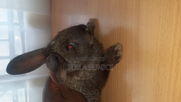 Rabbits for Sale - thumbnail 3