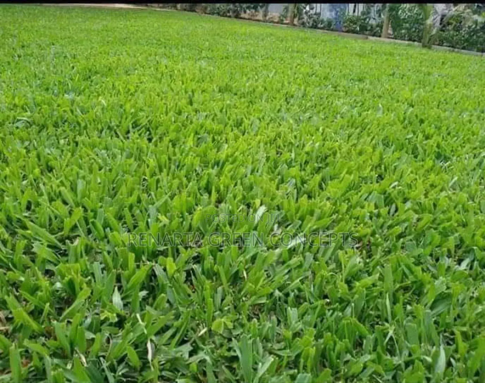 Pemba Grass in Wholesale