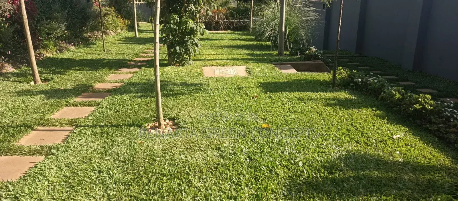 Pemba Grass in Wholesale