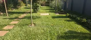 Pemba Grass in Wholesale