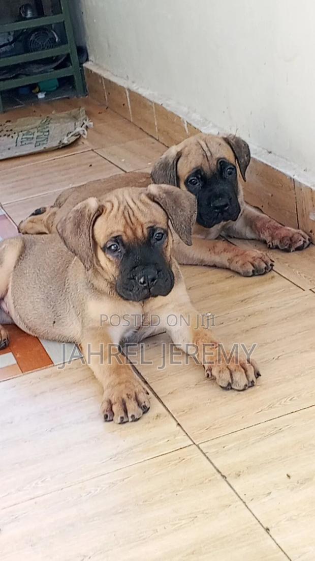 1-3 months Male Purebred Boerboel