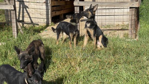 6-12 months Female Mixed Breed Dutch Shepherd