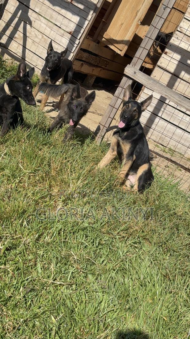 6-12 months Female Mixed Breed Dutch Shepherd - thumbnail 4