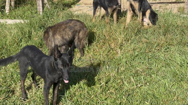 6-12 months Female Mixed Breed Dutch Shepherd - thumbnail 3