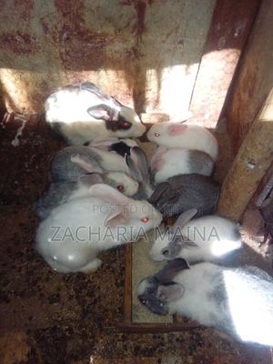 Rabbits for Pets - thumbnail 2