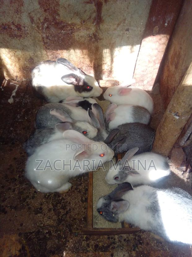 Rabbits for Pets - main view