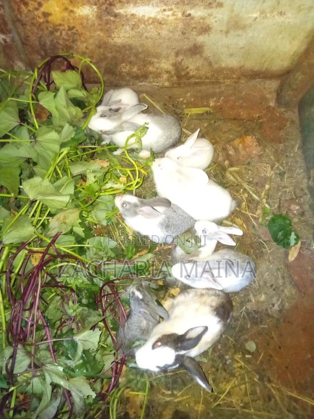 Rabbits for Pets - thumbnail 3