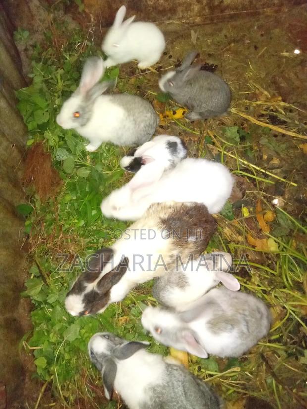 Rabbits for Pets - thumbnail 4