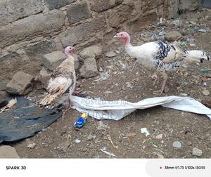 Almost Mature Turkey - main view