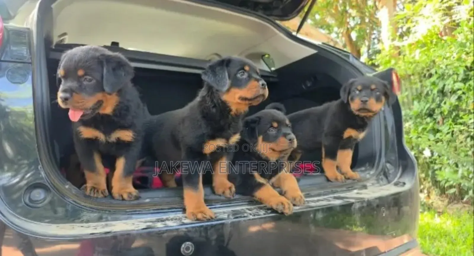 1-3 months Male Purebred Rottweiler