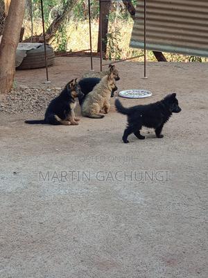 1-3 months Male Mixed Breed German Shepherd - thumbnail 2