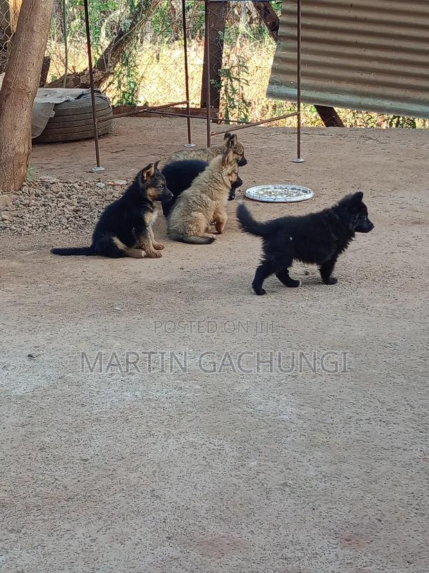 1-3 months Male Mixed Breed German Shepherd - main view