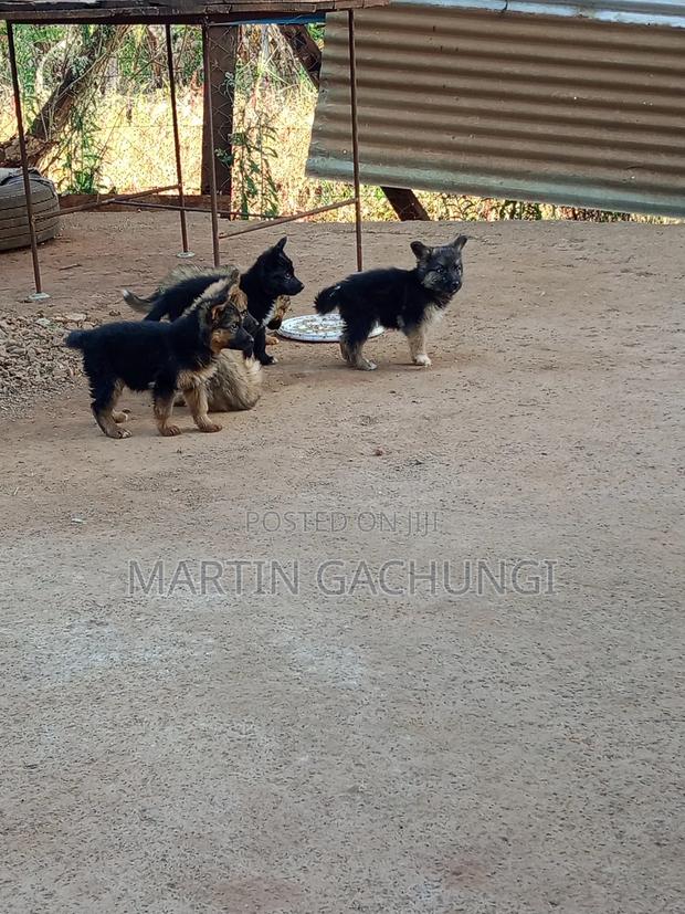 1-3 months Male Mixed Breed German Shepherd - thumbnail 3