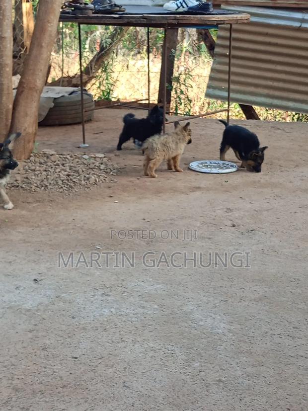 1-3 months Male Mixed Breed German Shepherd - thumbnail 4