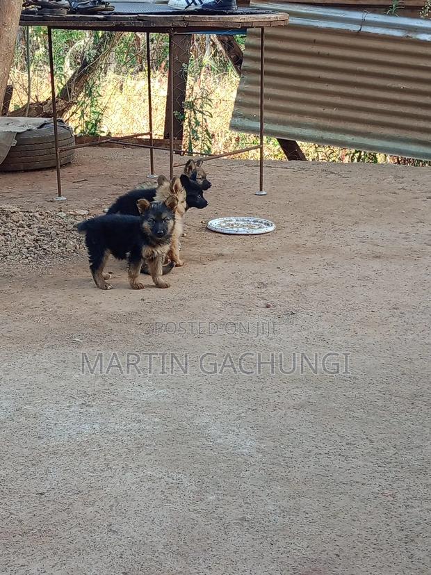 1-3 months Male Mixed Breed German Shepherd - thumbnail 5