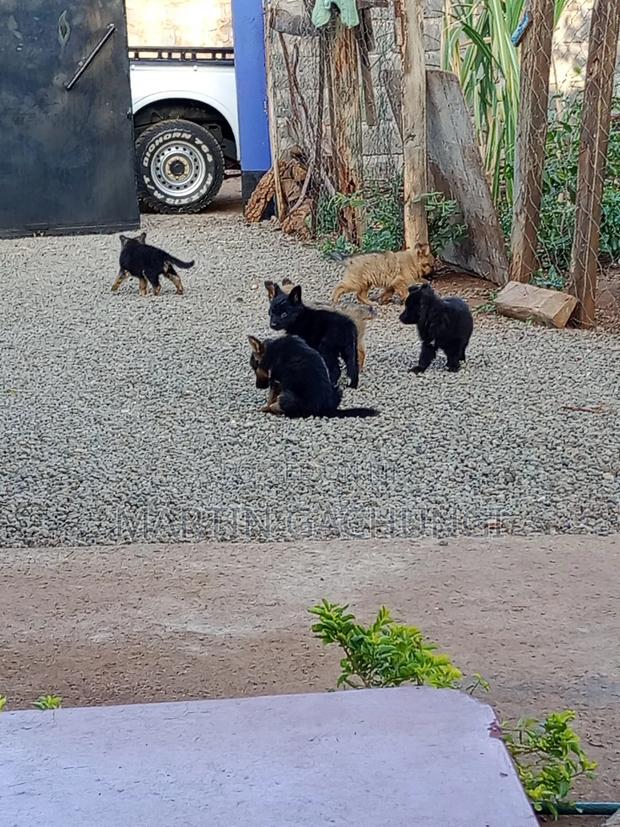 1-3 months Male Mixed Breed German Shepherd - thumbnail 6