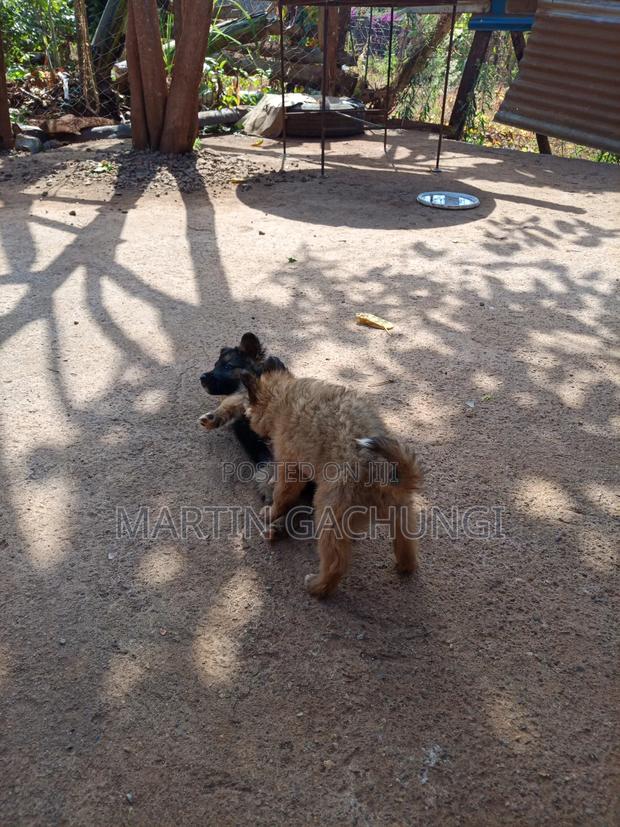 1-3 months Male Mixed Breed German Shepherd - thumbnail 7