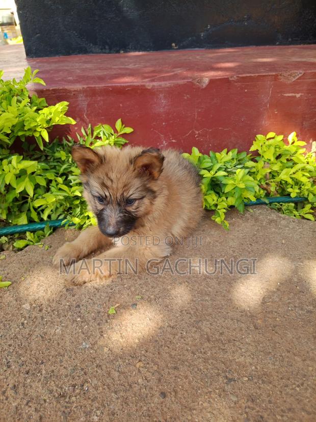 1-3 months Male Mixed Breed German Shepherd - thumbnail 8