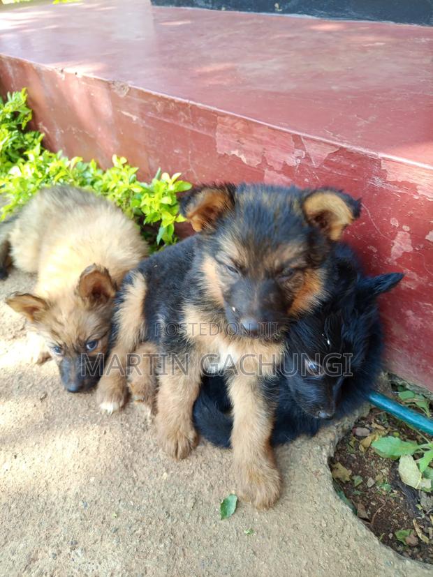1-3 months Male Mixed Breed German Shepherd - thumbnail 9