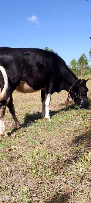 Heifer Ready to Be Served - main view