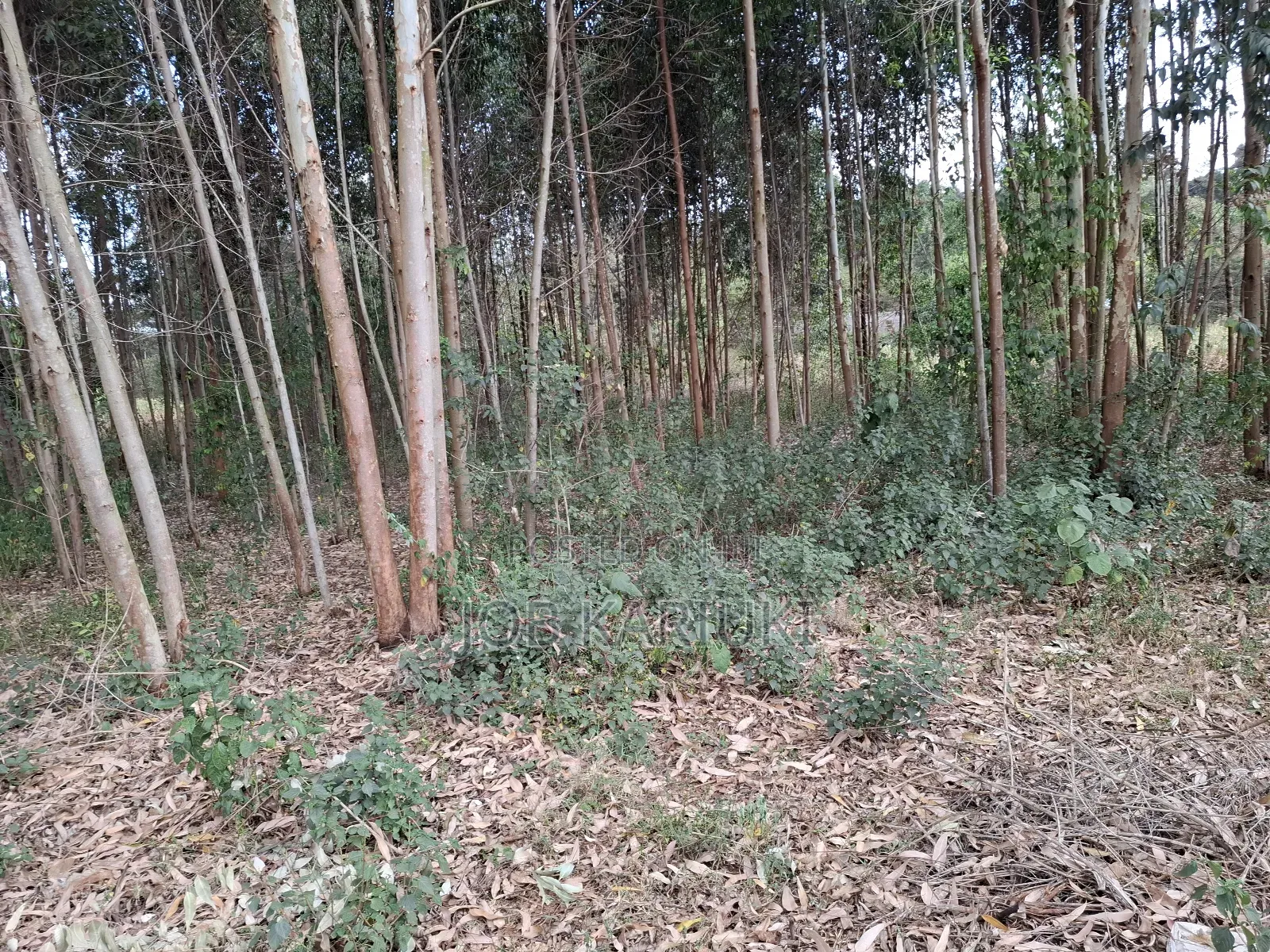 1/4 Acre Land for Sale Near Bantu Africa Resort