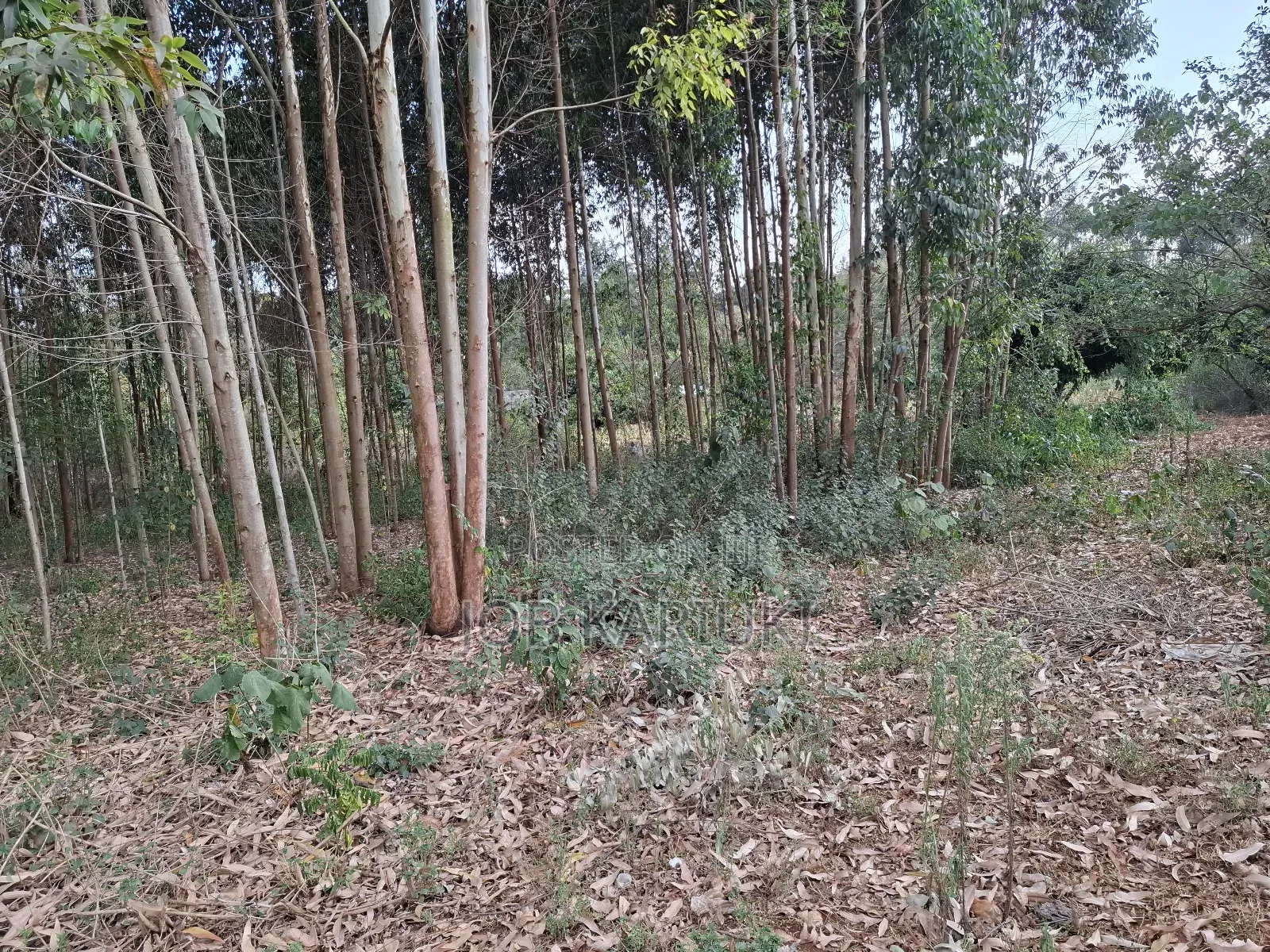 1/4 Acre Land for Sale Near Bantu Africa Resort