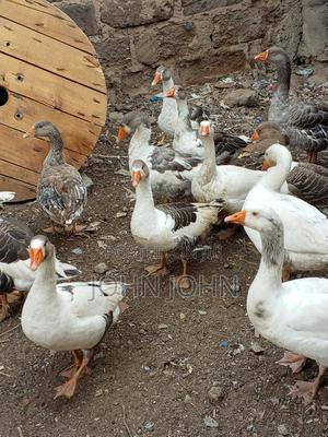 Geese Geese - thumbnail 2