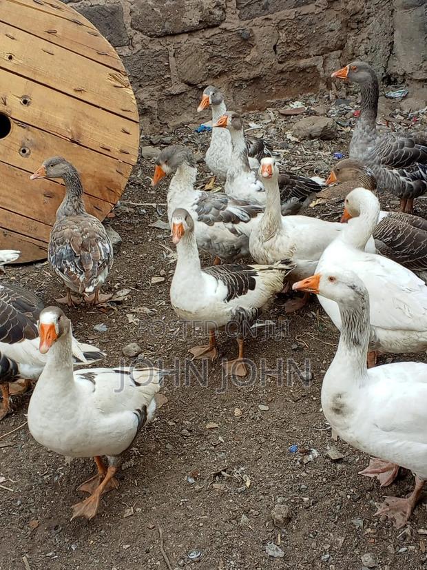 Geese Geese - main view