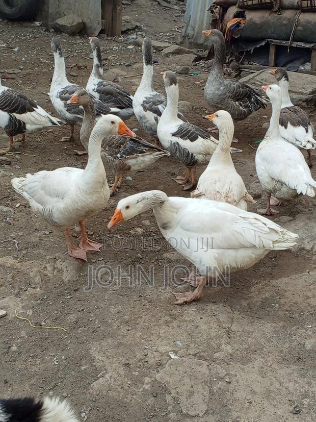 Geese Geese - thumbnail 3