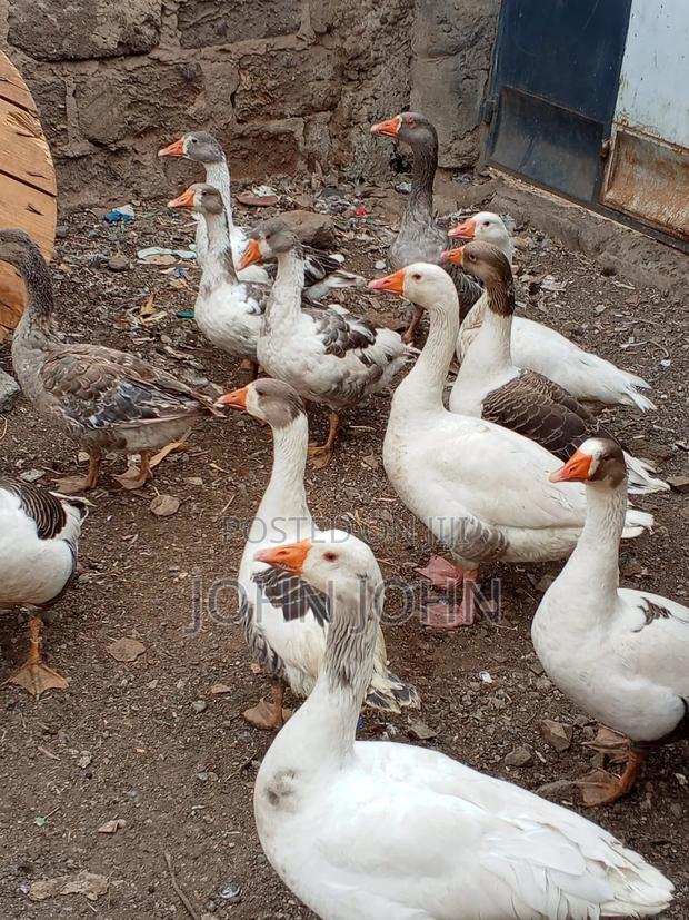 Geese Geese - thumbnail 4