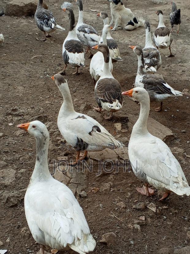 Geese Geese - thumbnail 5