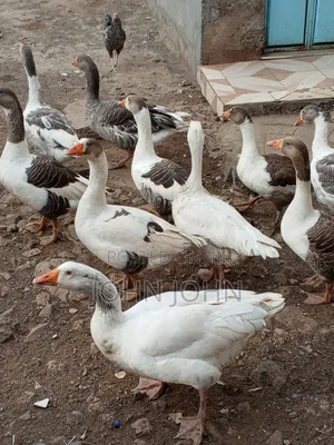 Geese Geese