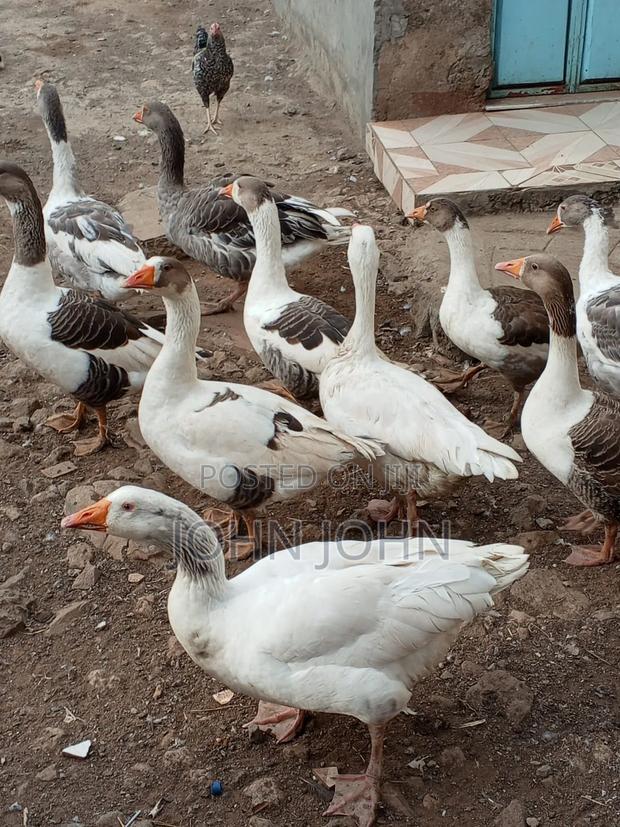 Geese Geese - thumbnail 6