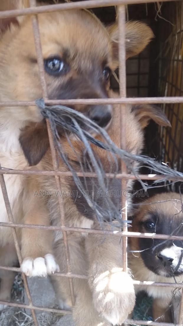 1-3 months Male Mixed Breed German Shepherd - main view