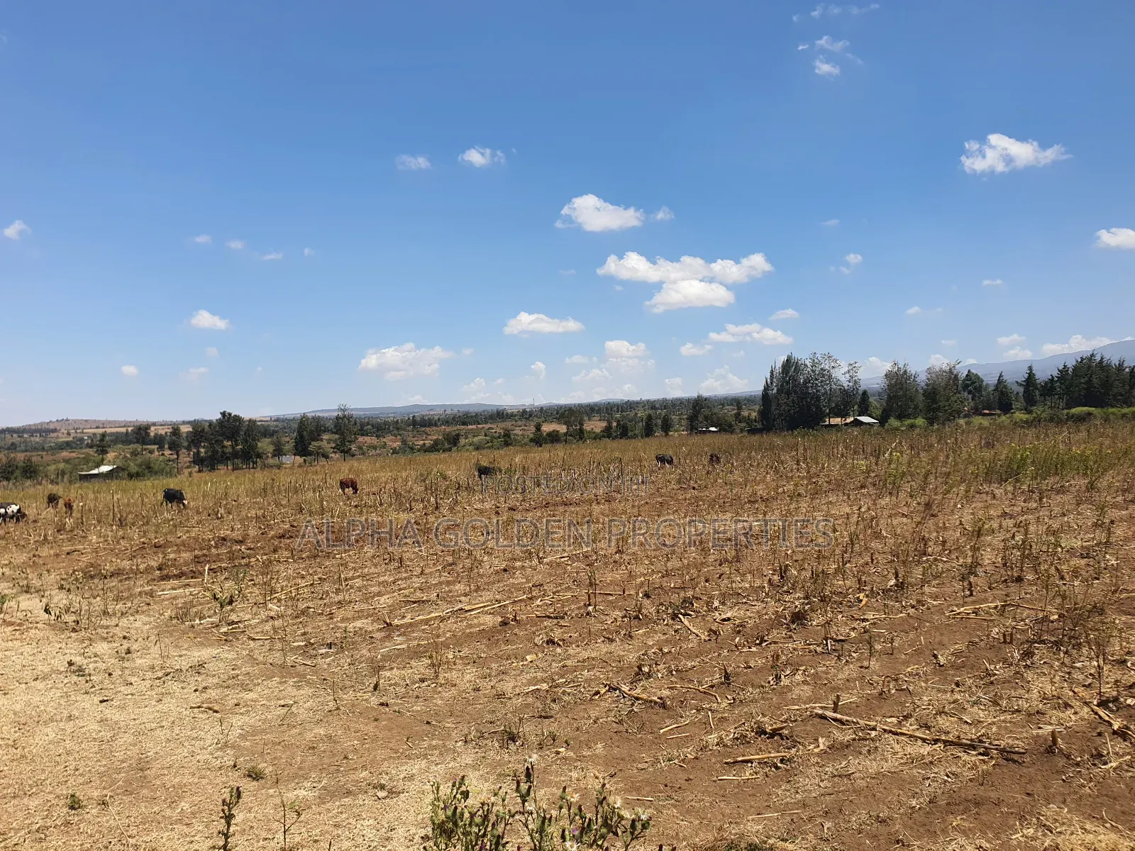 4 Acres in Ol Daiga