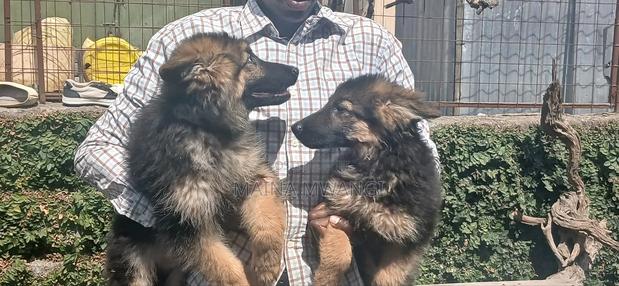 3-6 months Female Purebred German Shepherd - thumbnail 2
