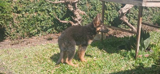 3-6 months Female Purebred German Shepherd - thumbnail 3