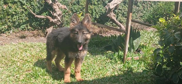3-6 months Female Purebred German Shepherd - thumbnail 4