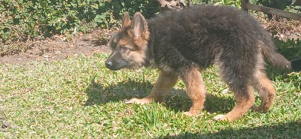 3-6 months Female Purebred German Shepherd - thumbnail 5