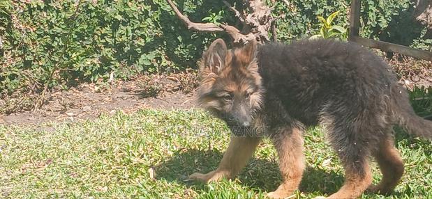 3-6 months Female Purebred German Shepherd - thumbnail 6
