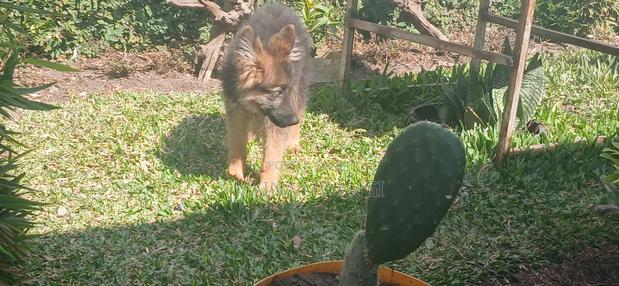 3-6 months Female Purebred German Shepherd - thumbnail 7
