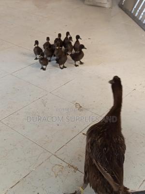 Dark Campbell Ducklings Available - main view