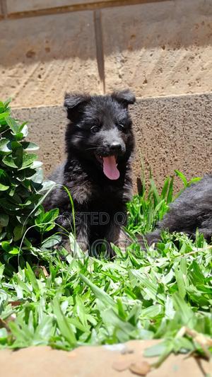 1-3 months Male Purebred German Shepherd - thumbnail 2